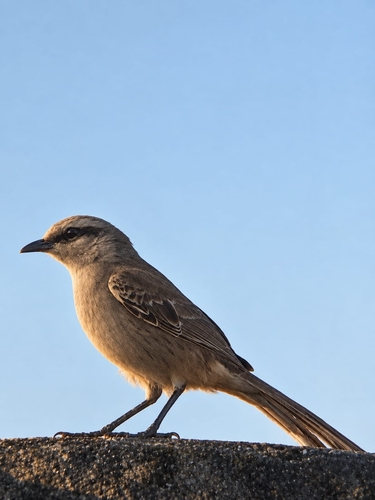 Chalk-browed Mockingbird