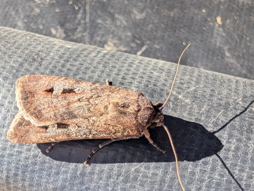 Bogong Moth
