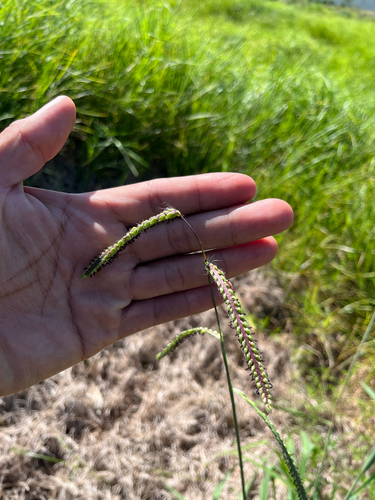 Paspalum dilatatum observed 2026-09-29