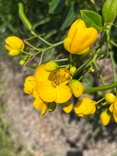 Senna, 2026-09-29