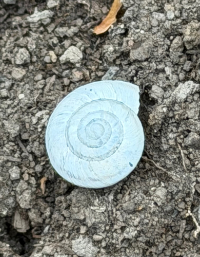 Oreohelix observed 2026-09-29