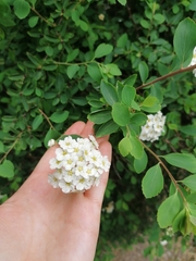 Spiraea × vanhouttei