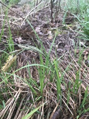 Carex lacustris
