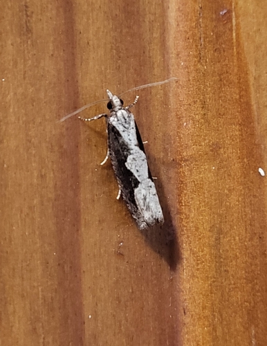 Diamondback Epinotia Moth