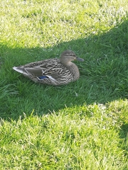 Anas platyrhynchos