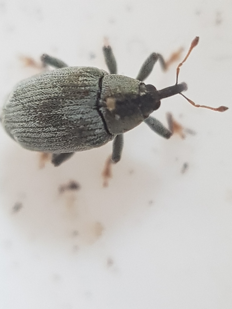 Drupenatus