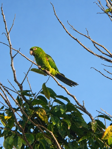 White-eyed Parakeet