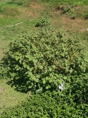 Solanum viarum