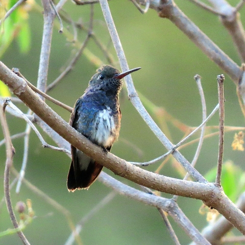 Sapphire-spangled Emerald