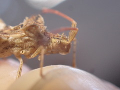 Centrocoris spiniger