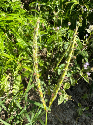 Ischaemum ciliare observed 2026-09-29