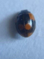 Adalia bipunctata