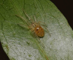 Theridiidae