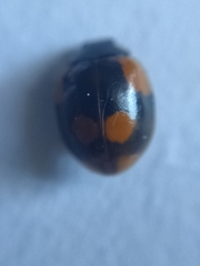 Adalia bipunctata