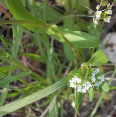 Valerianella locusta