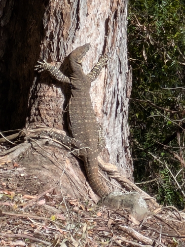 Lace Monitor