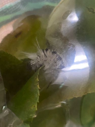 Hickory Tussock Moth