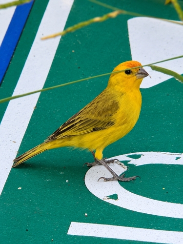 Saffron Finch