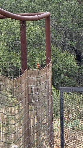 Vermilion Flycatcher