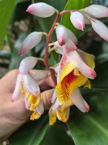 Shell ginger