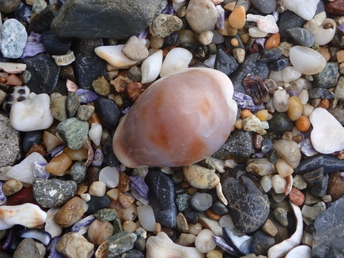 Cypraea subviridis observed 2026-09-29