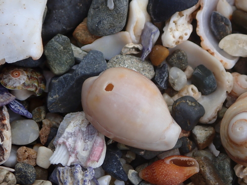 Cypraea subviridis observed 2026-09-29