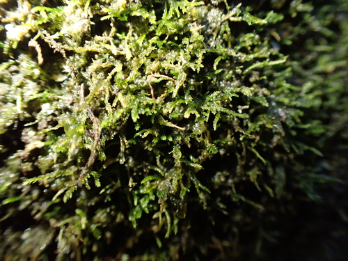 Heterocladium heteropterum observed 2026-09-26