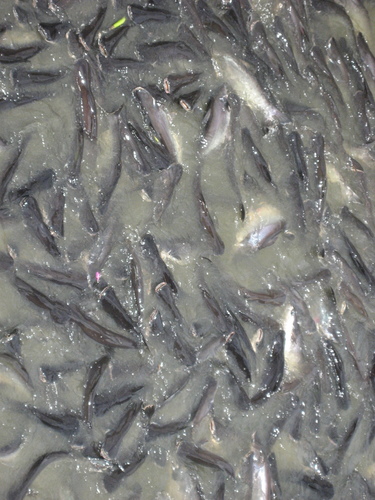Pangasiidae