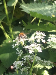 Leucozona lucorum