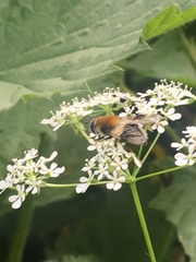 Leucozona lucorum