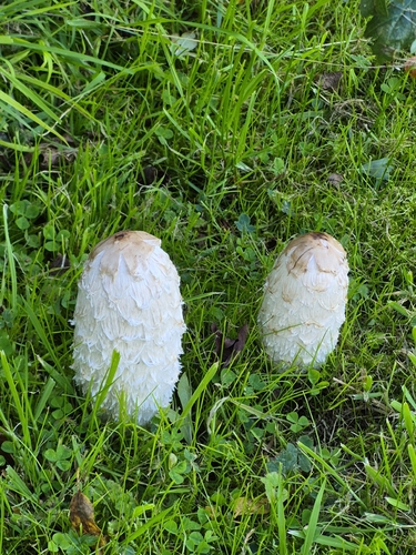 Shaggy Mane