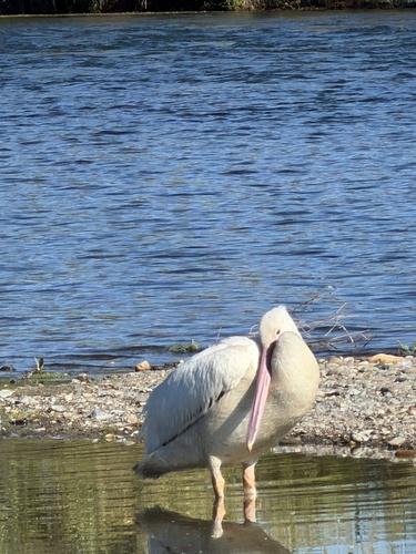 American White Pelican