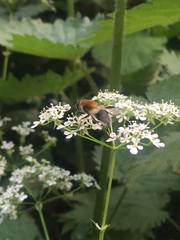 Leucozona lucorum