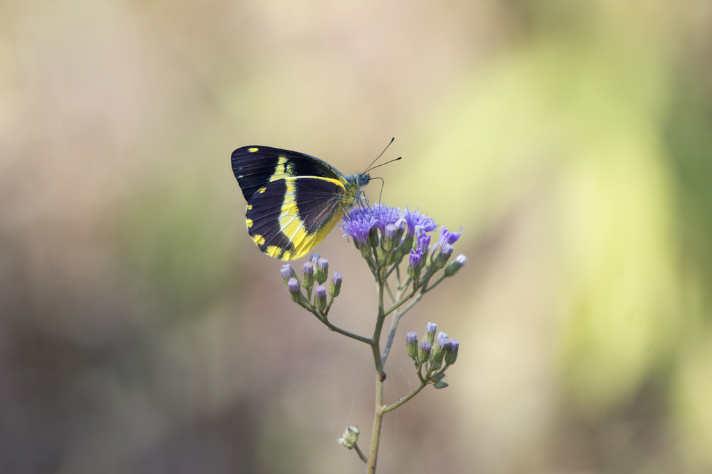 Delias schmassmanni