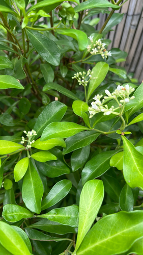 Psychotria daphnoides observed 2026-09-30