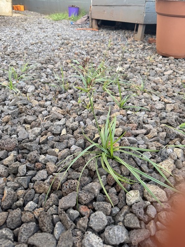Cyperus rotundus observed 2026-09-08