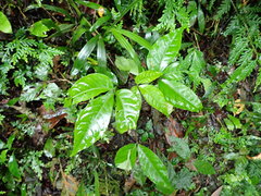 Crateva adansonii formosensis