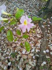 Tabebuia heterophylla