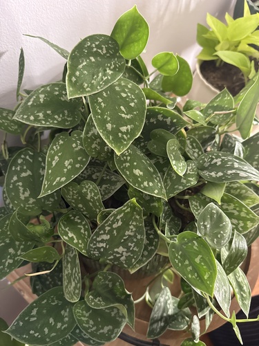 satin pothos