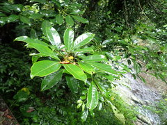 Turpinia ternata