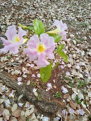 Tabebuia heterophylla