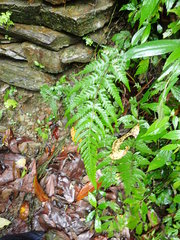 Pseudophegopteris subaurita