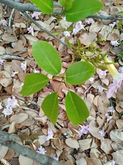 Tabebuia heterophylla