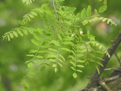 Robinia pseudoacacia
