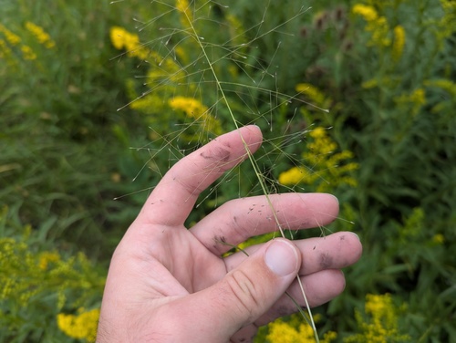 Muhlenbergia asperifolia, 2026-09-18