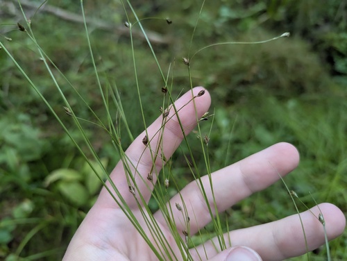 Carex trisperma observed 2026-09-19