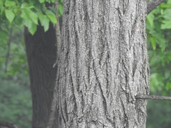 Robinia pseudoacacia