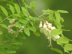 Robinia pseudoacacia