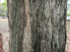 Tabebuia heterophylla