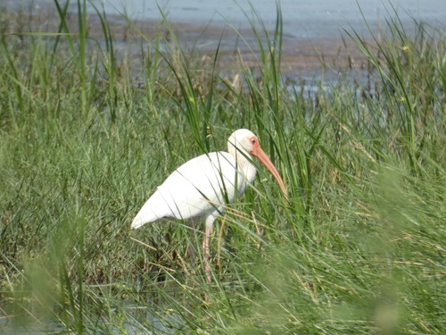 White Ibis